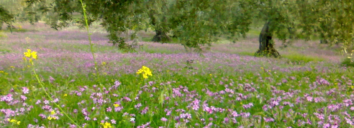 Silat al Dhahr fleurs